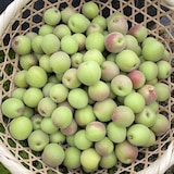 【小梅】群馬県産　木の花園の中熟梅「織姫」約１ｋｇ