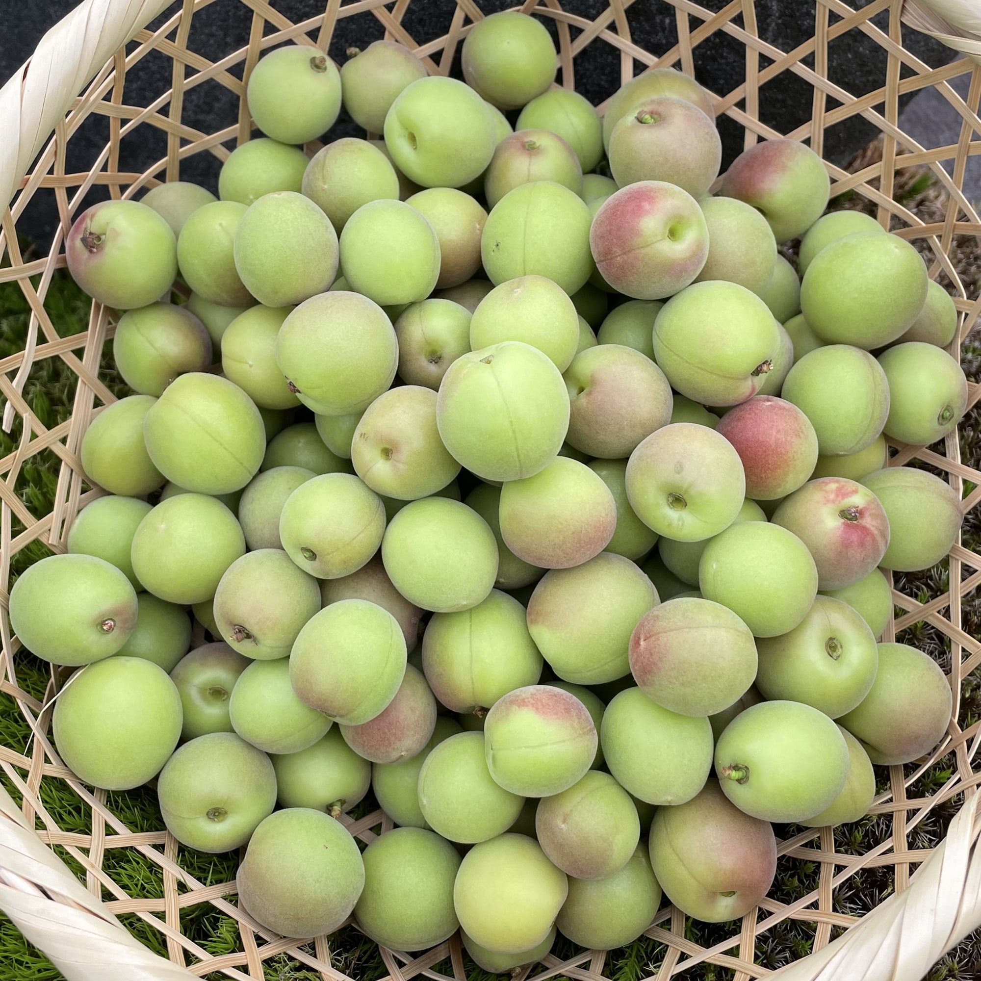 【小梅】群馬県産　木の花園の中熟梅「織姫」約１ｋｇ