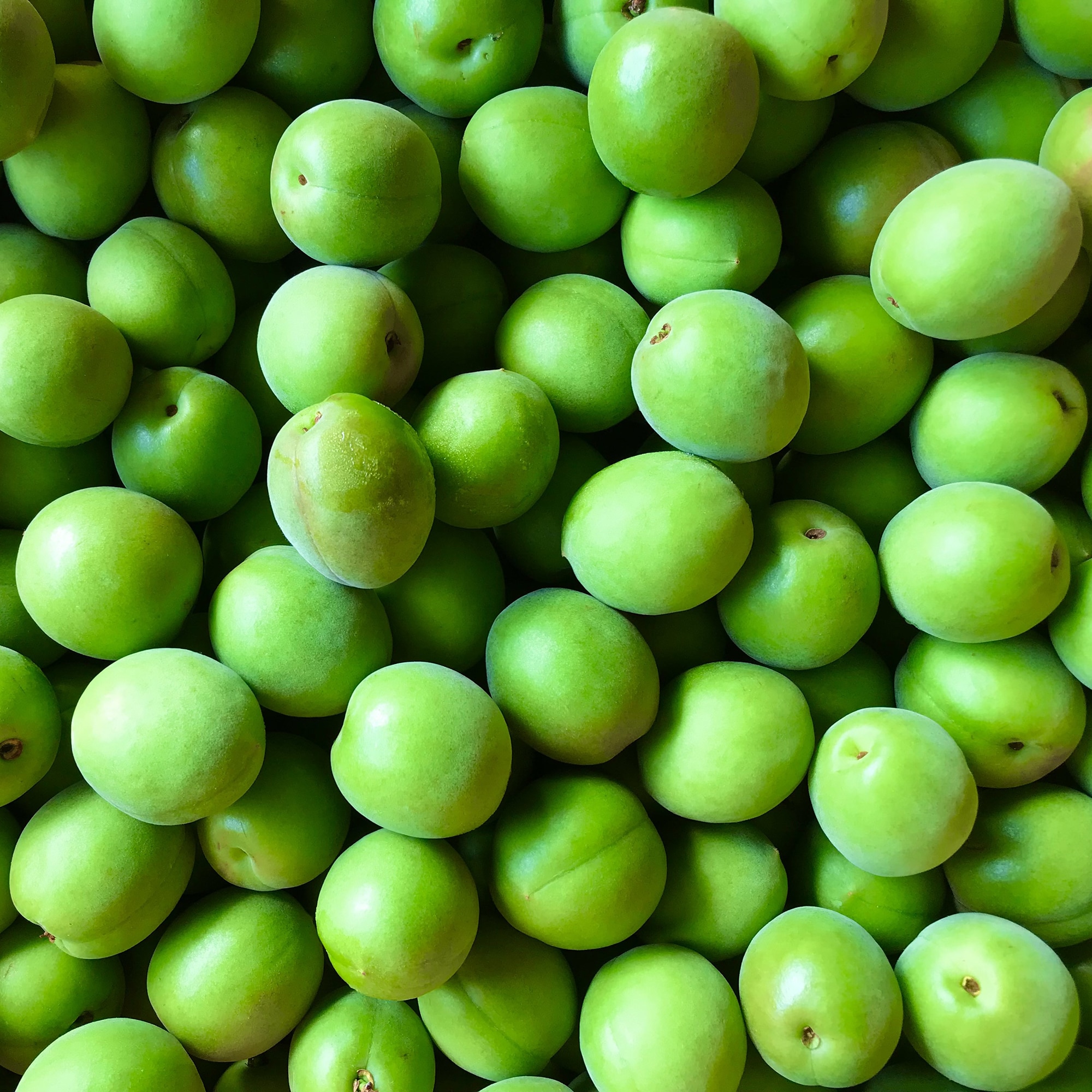 群馬県産 木の花園の青梅「白加賀」約１ｋｇ