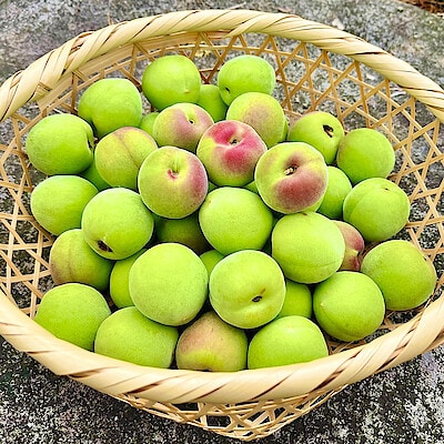 群馬県産 木の花園の青梅「南高梅」　約１ｋｇ