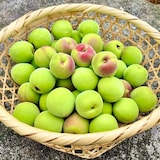 群馬県産 木の花園の青梅「南高梅」　約１ｋｇ