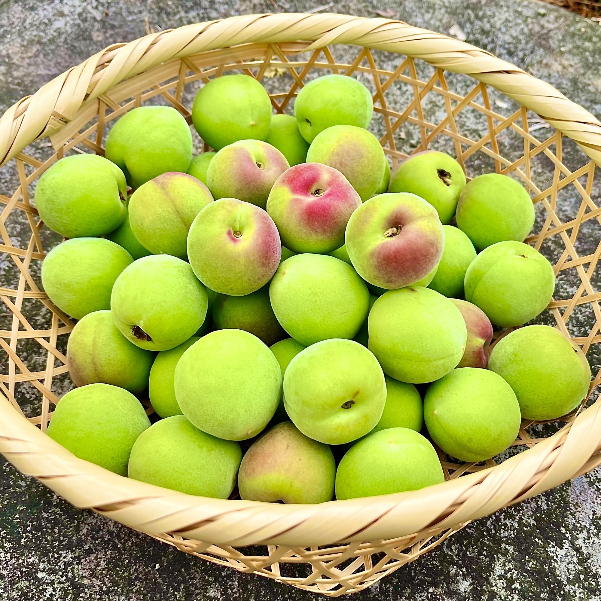 群馬県産 木の花園の青梅「南高梅」　約１ｋｇ