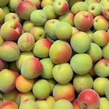 群馬県産 木の花園の中熟梅「南高梅」　約１ｋｇ