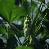 山形県産　百姓ワタナベの枝豆「湯あがり娘」約１．２ｋｇ