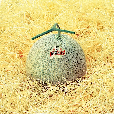 北海道産　北海道日原のメロン「日原メロン キング種」 約２ｋｇ