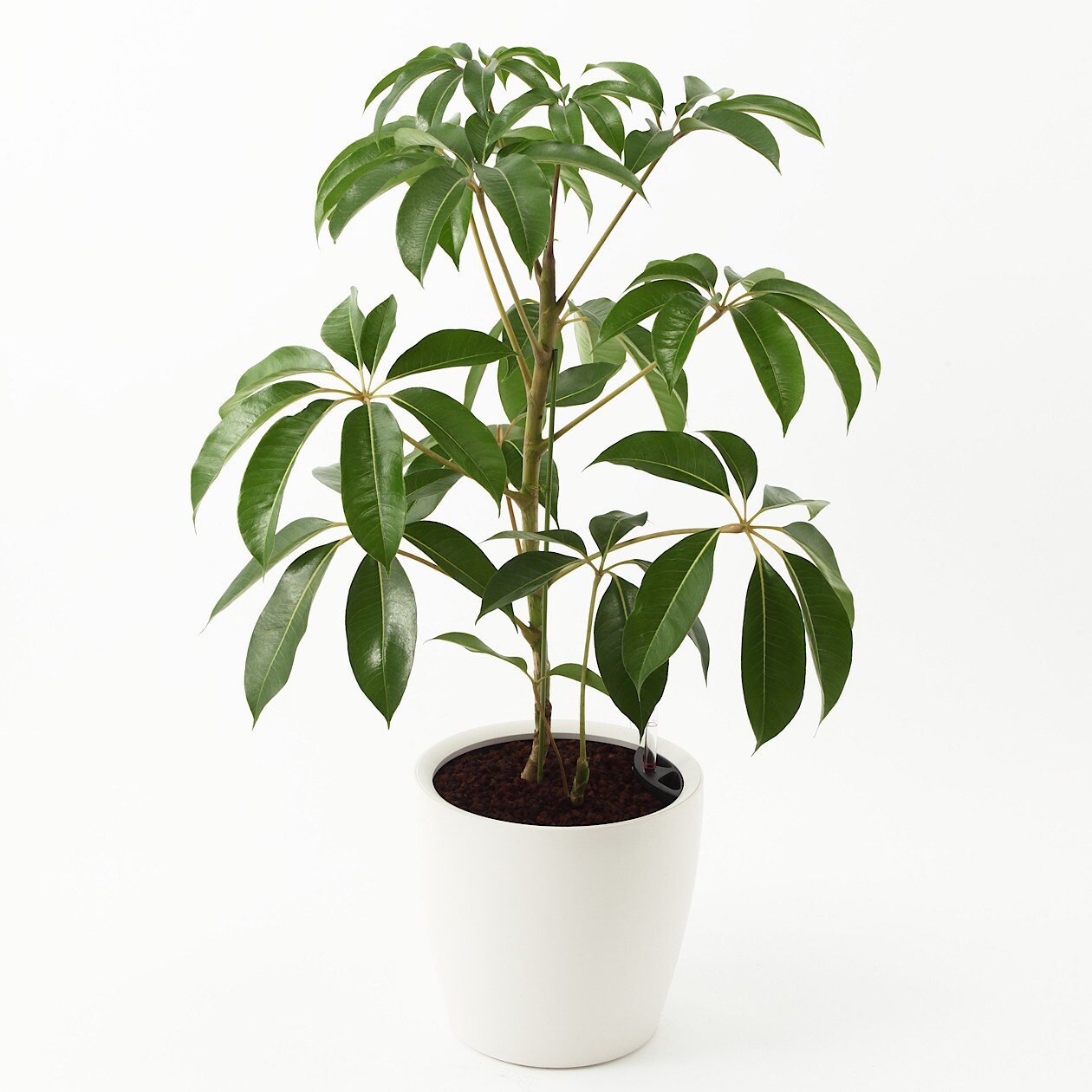 レチューザに植えた観葉植物 フロアｌｌサイズ 通販 無印良品