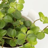 底面給水鉢の観葉植物・３号