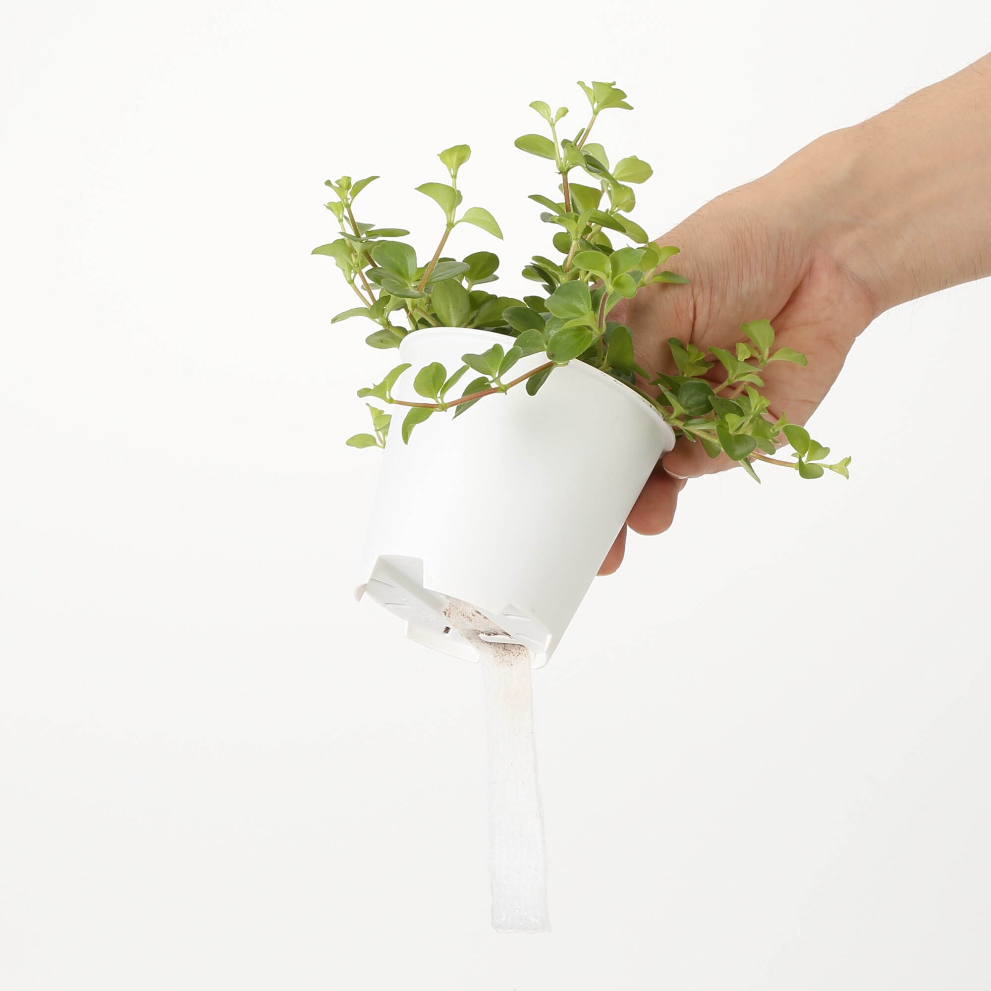 底面給水鉢の観葉植物・３号