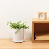 底面給水鉢の観葉植物・３号