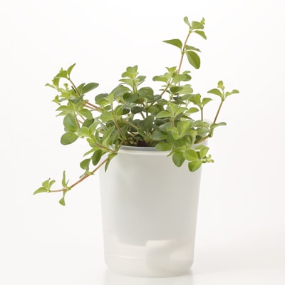 底面給水鉢の観葉植物・３号