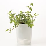 底面給水鉢の観葉植物・３号