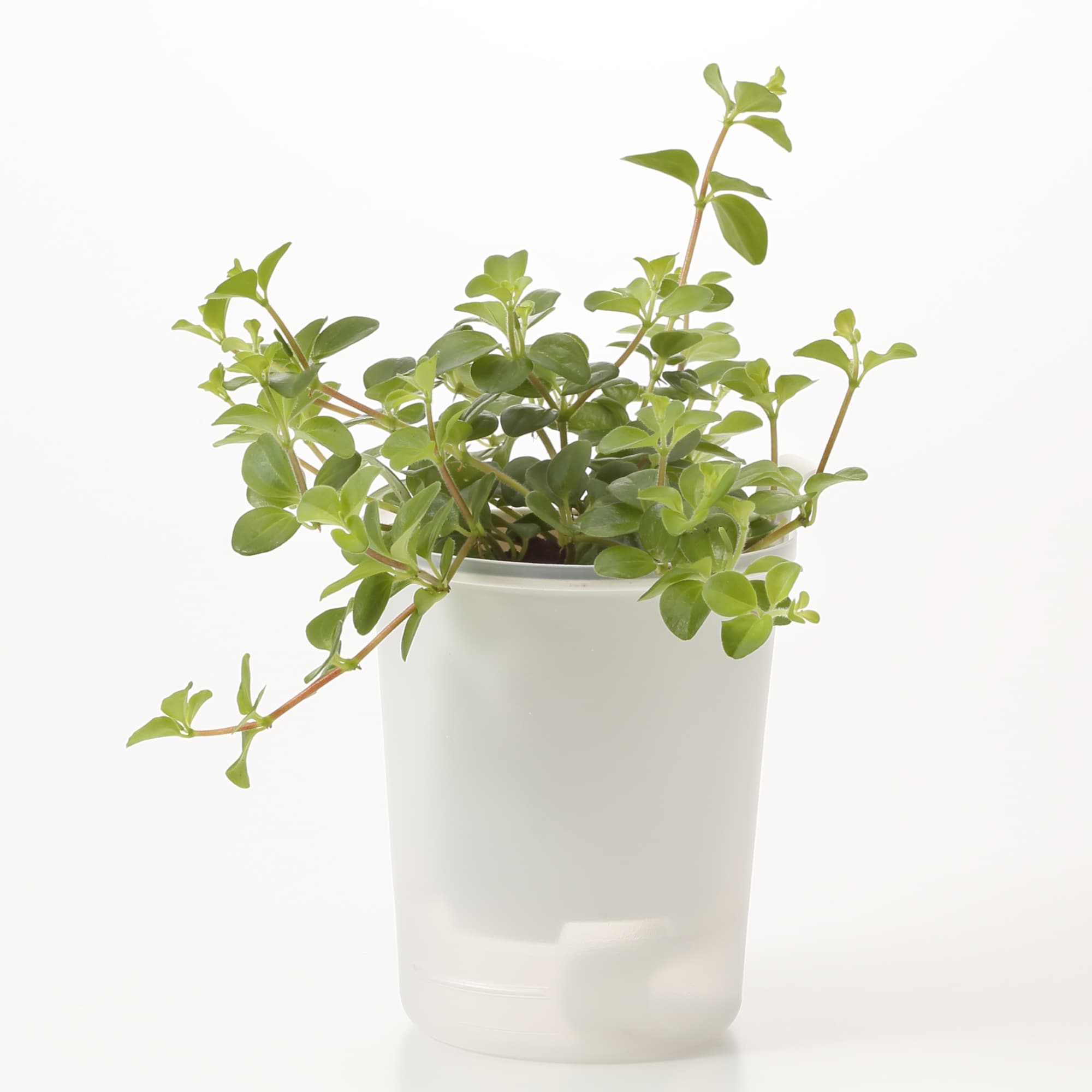 底面給水鉢の観葉植物・３号