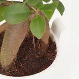 底面給水鉢の観葉植物・３号