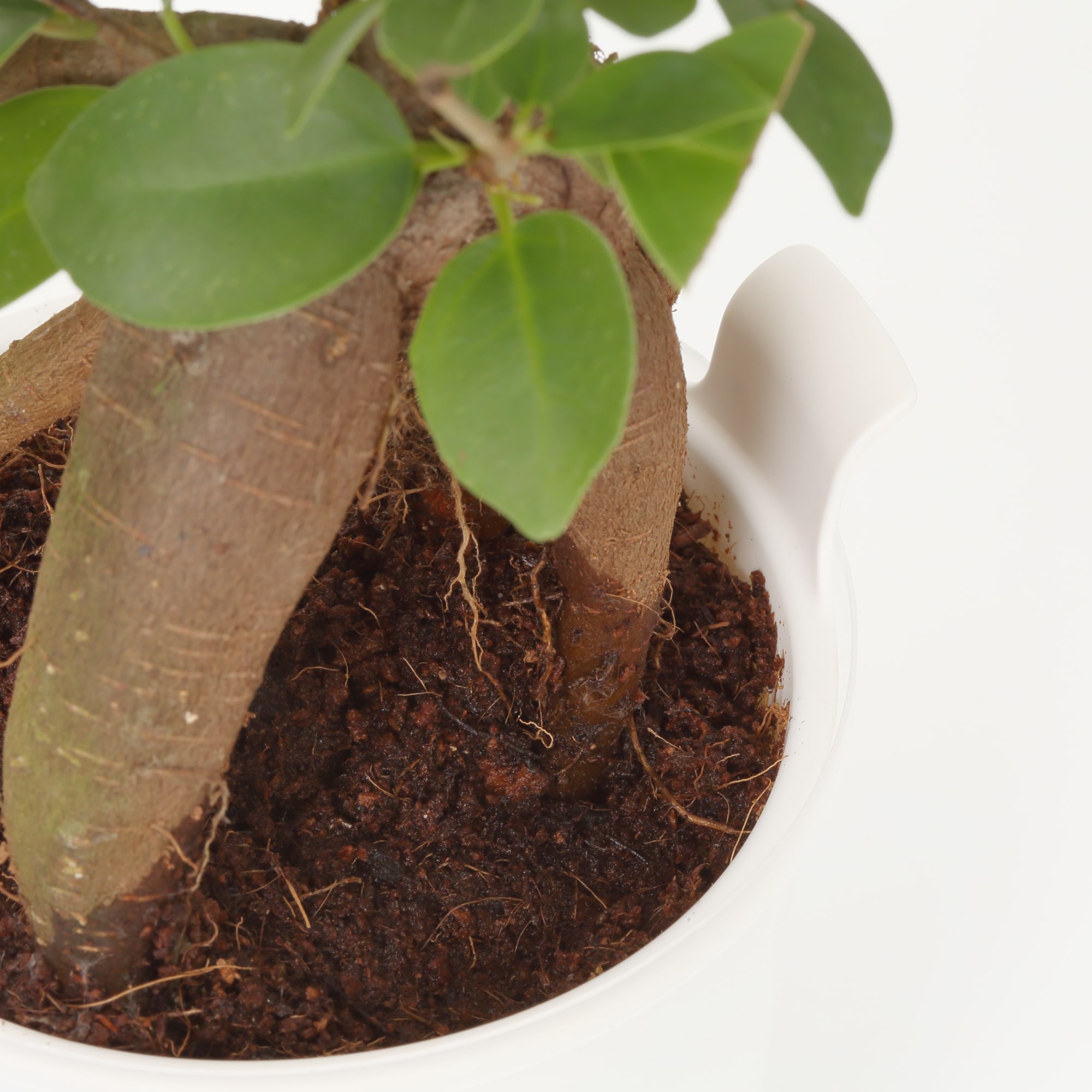 底面給水鉢の観葉植物・３号