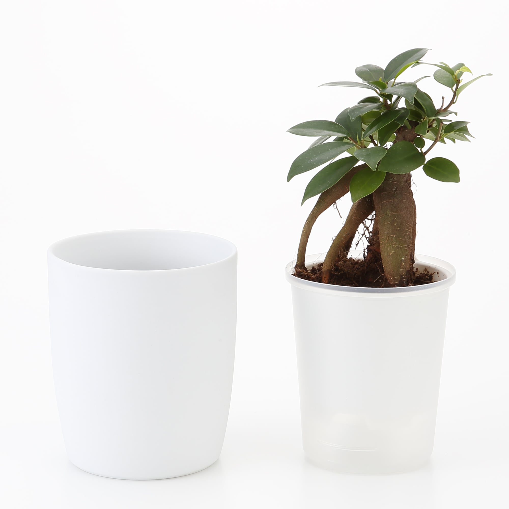 底面給水鉢の観葉植物・３号