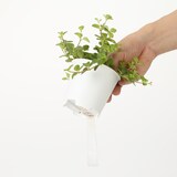 底面給水鉢の観葉植物・３号