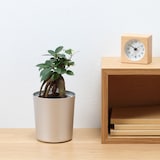 底面給水鉢の観葉植物・３号