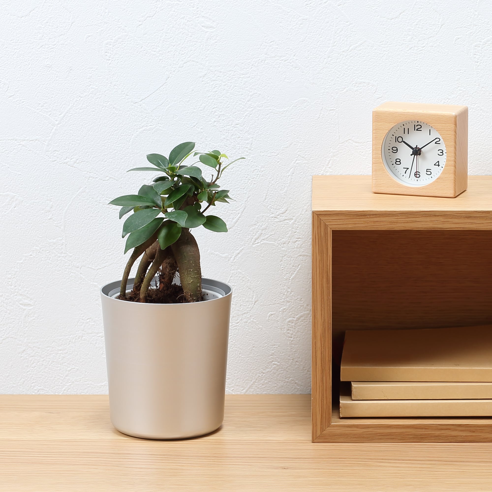 底面給水鉢の観葉植物・３号