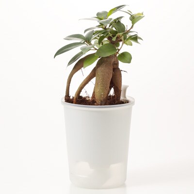 底面給水鉢の観葉植物・３号