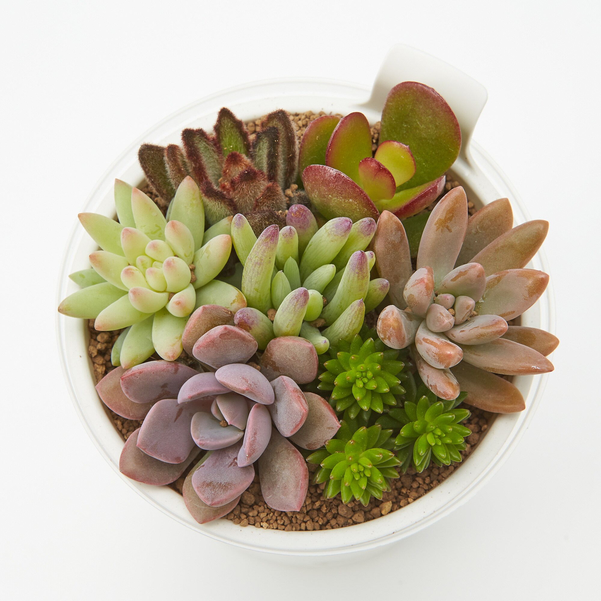 底面給水鉢の多肉植物・3号 | 無印良品