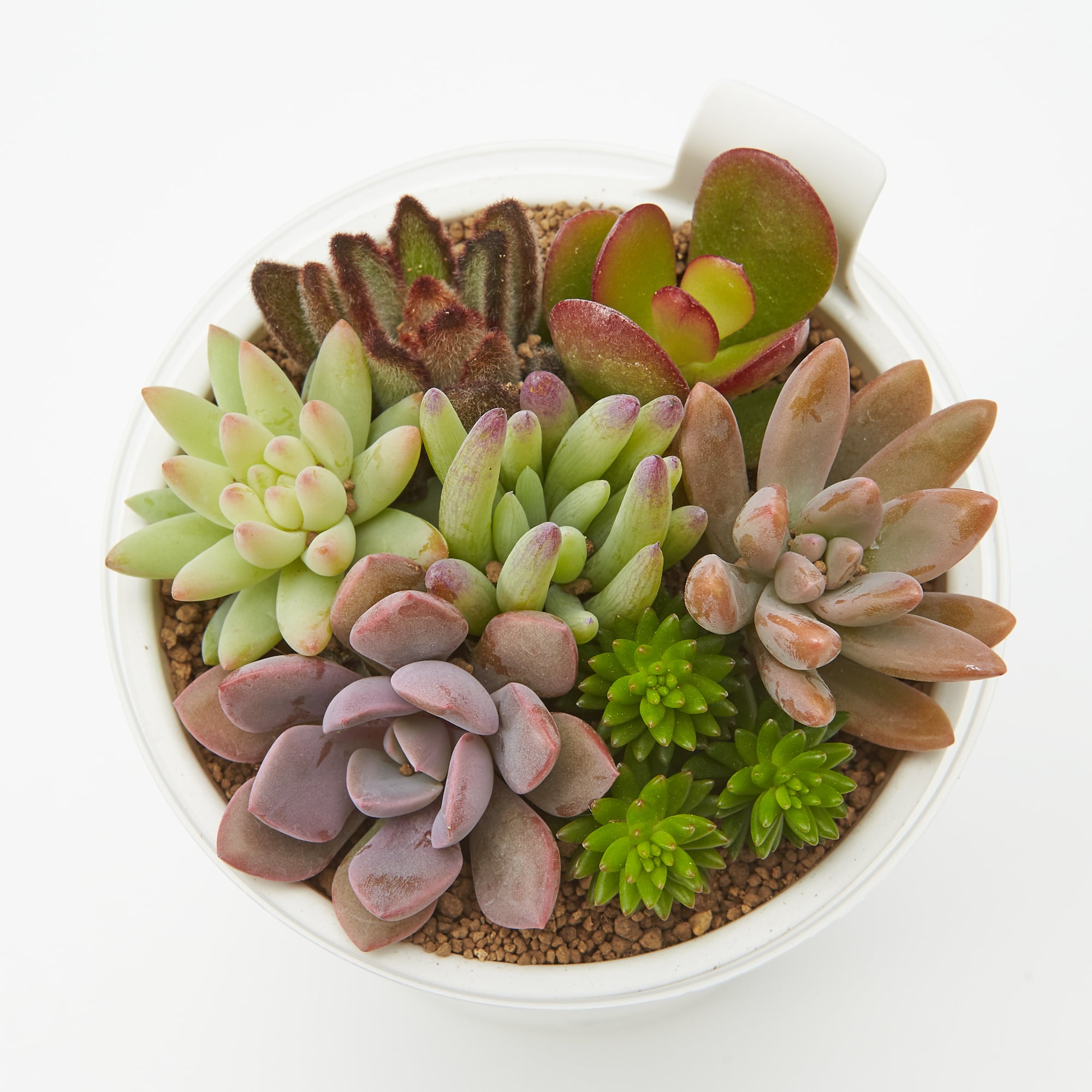 底面給水鉢の多肉植物・３号