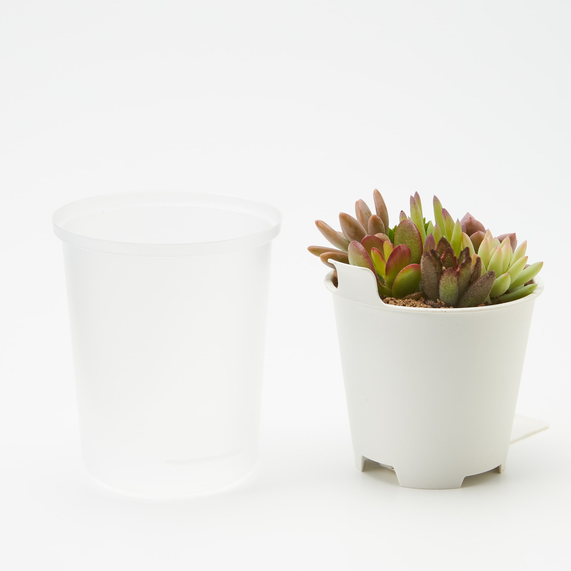 底面給水鉢の多肉植物・３号