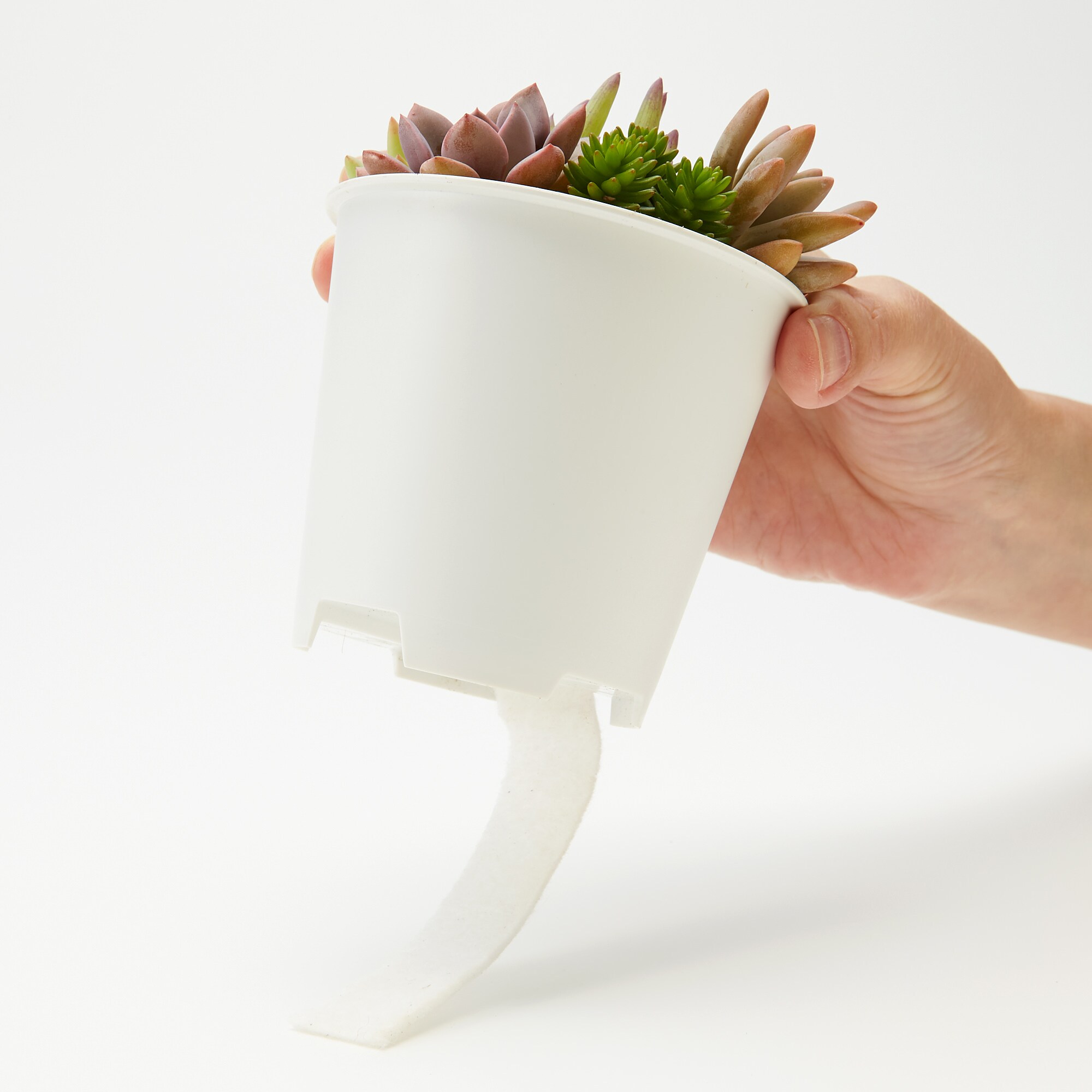 底面給水鉢の多肉植物・３号