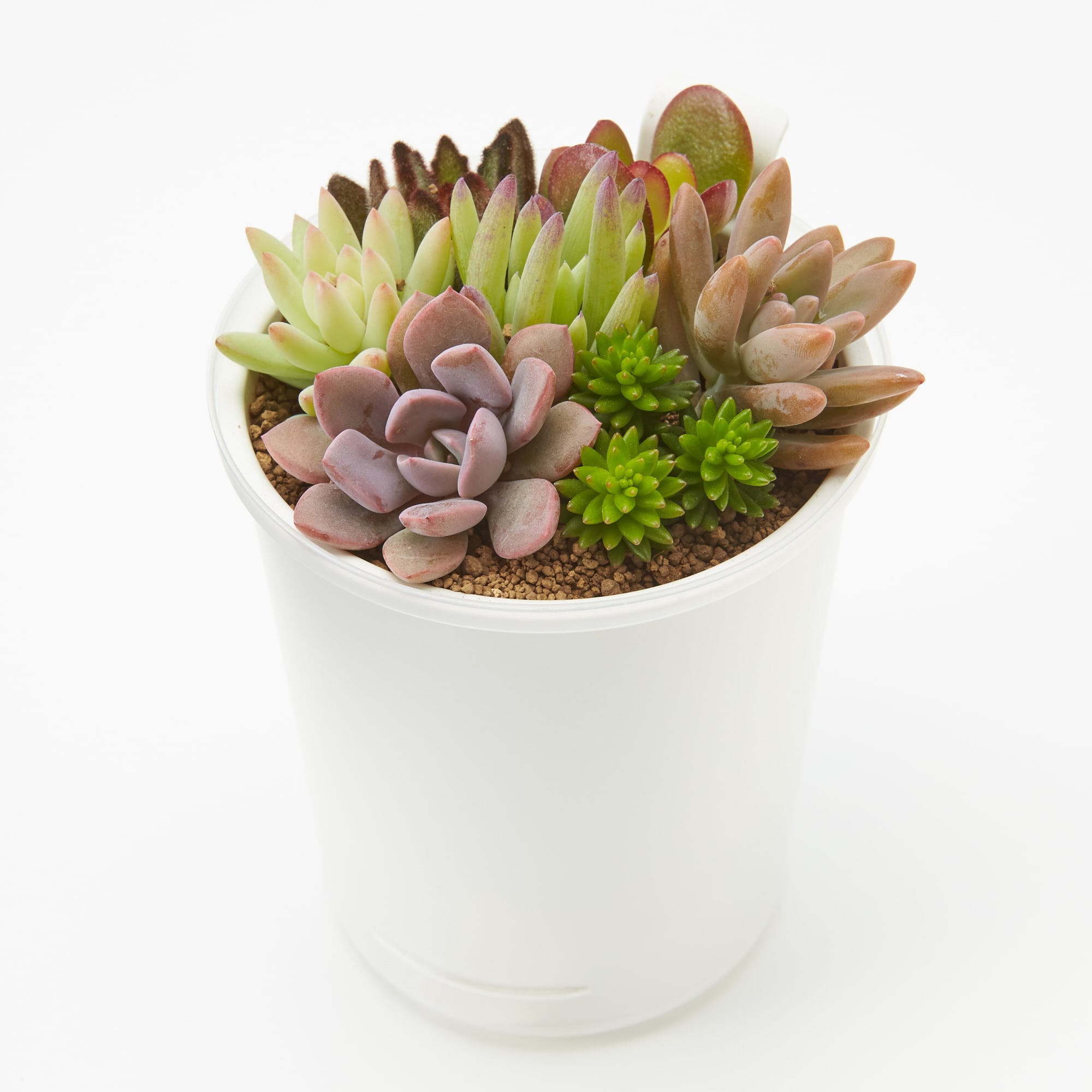 底面給水鉢の多肉植物・3号 | 無印良品