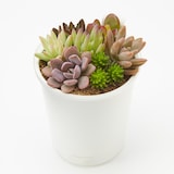 底面給水鉢の多肉植物・３号