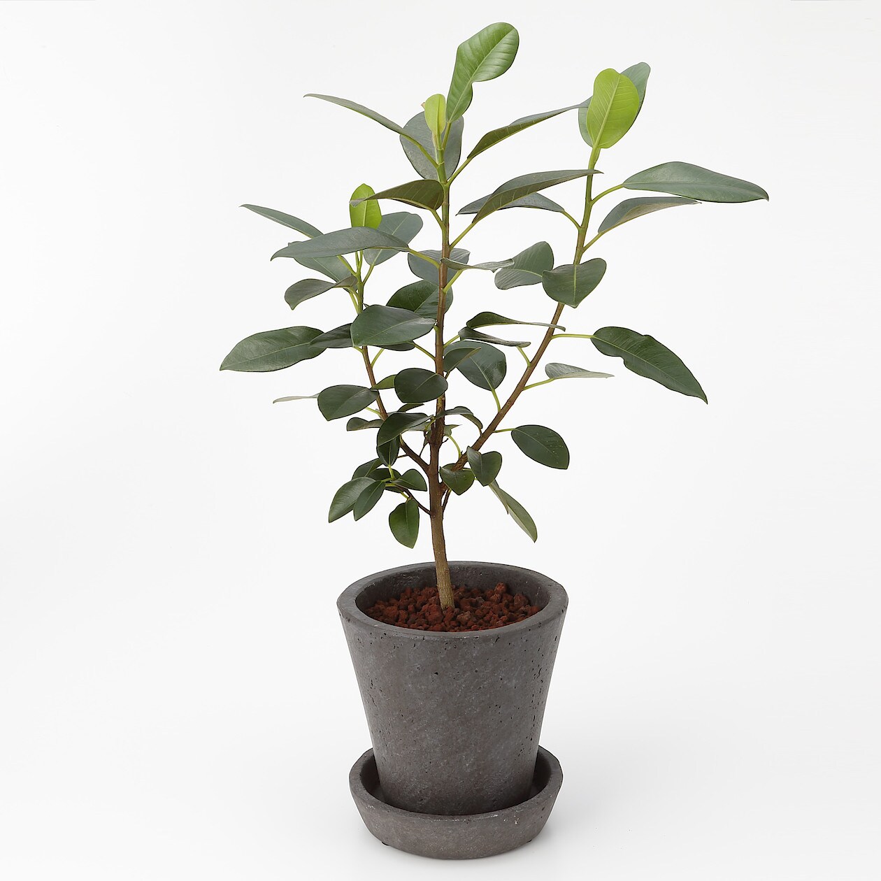 観葉植物 セメント鉢 6号 ストレート ブラウン 通販 無印良品 観葉植物 セメント鉢 6号 ストレート ブラウン 通販 無印良品