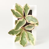 壁にかけられる観葉植物　１５×１０ｃｍ