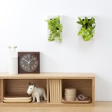 壁にかけられる観葉植物　１５×１０ｃｍ