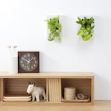 壁にかけられる観葉植物　１５×１０ｃｍ