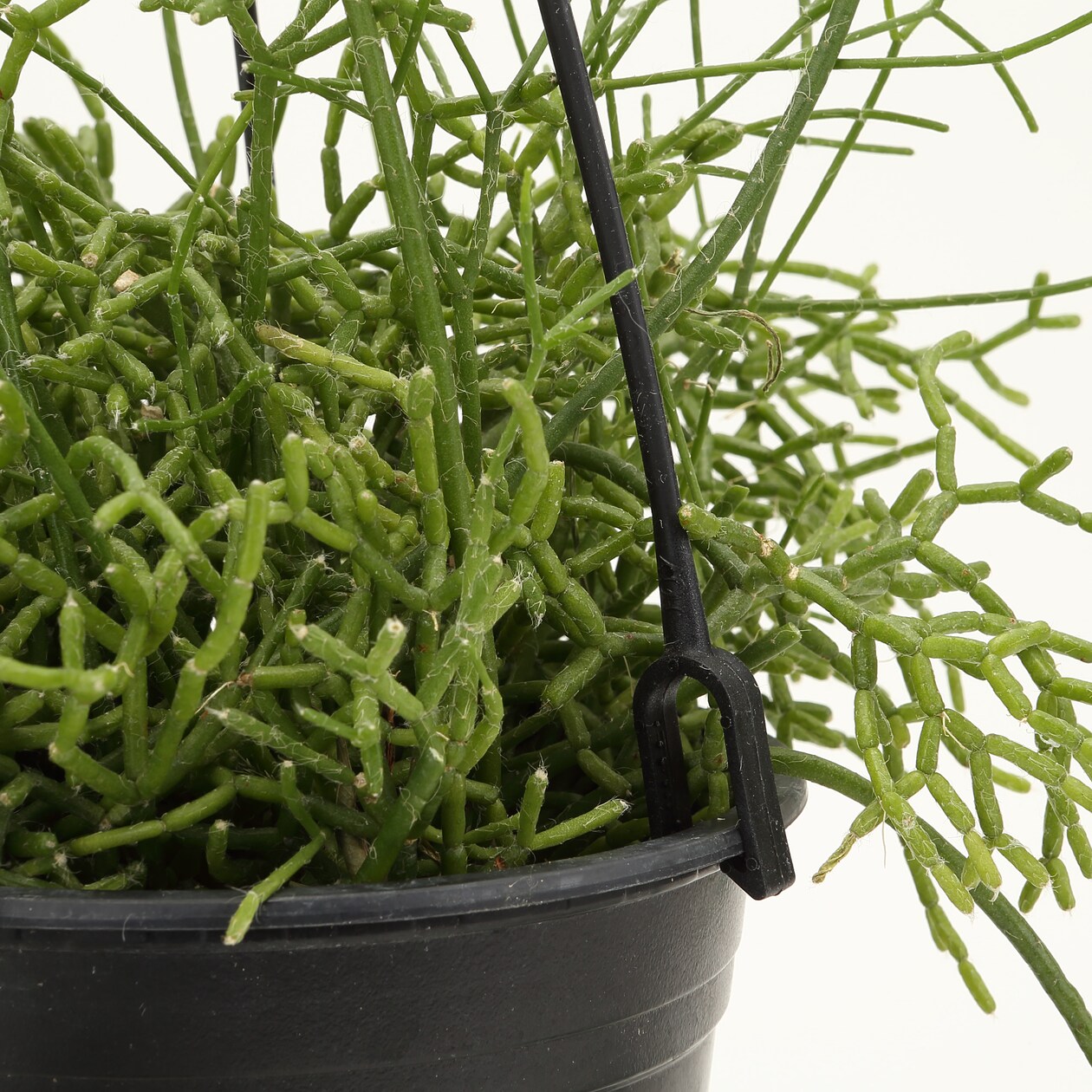 吊りさげる観葉植物