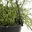 吊りさげる観葉植物