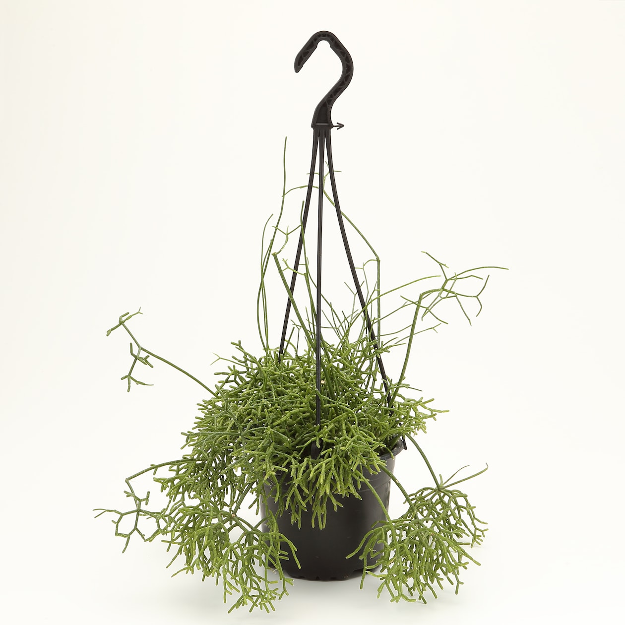 吊りさげる観葉植物