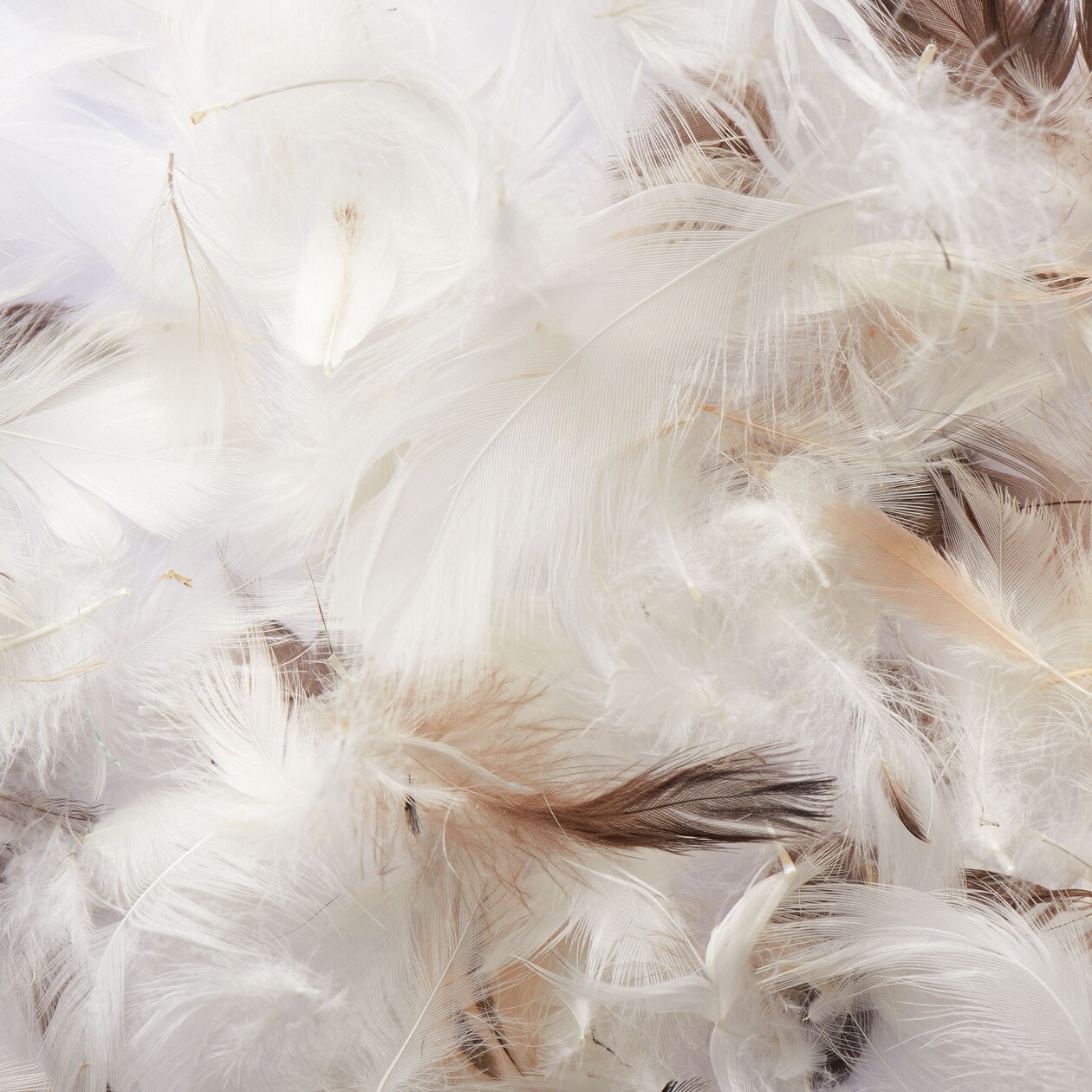 羽根クッション