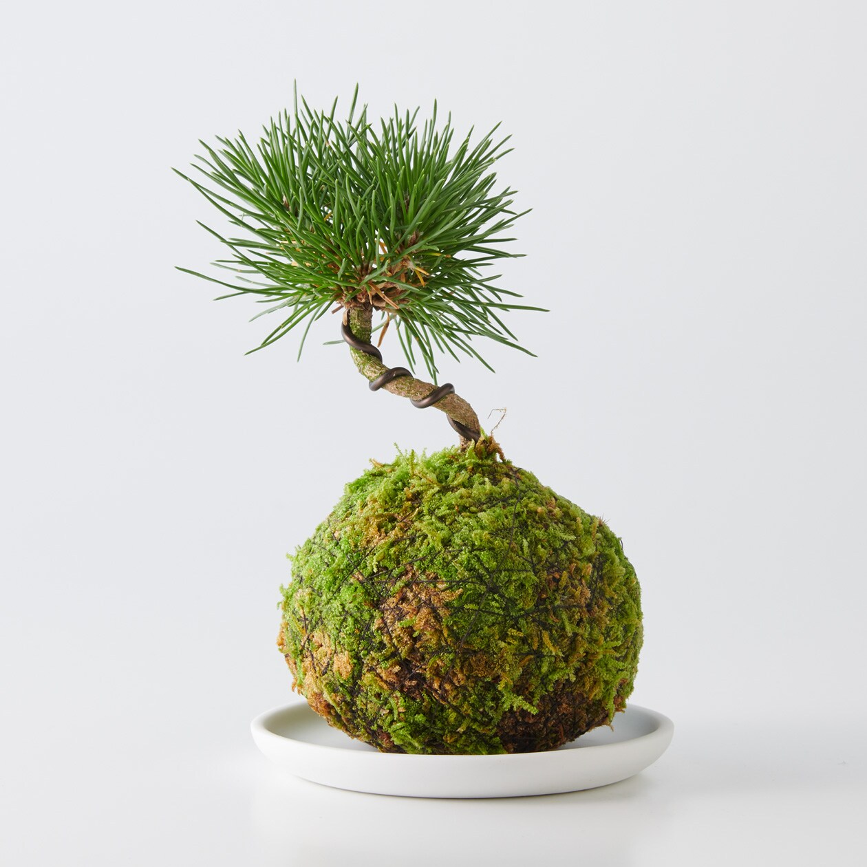 苔玉盆栽 受皿付き 通販 無印良品 苔玉盆栽 受皿付き 通販 無印良品