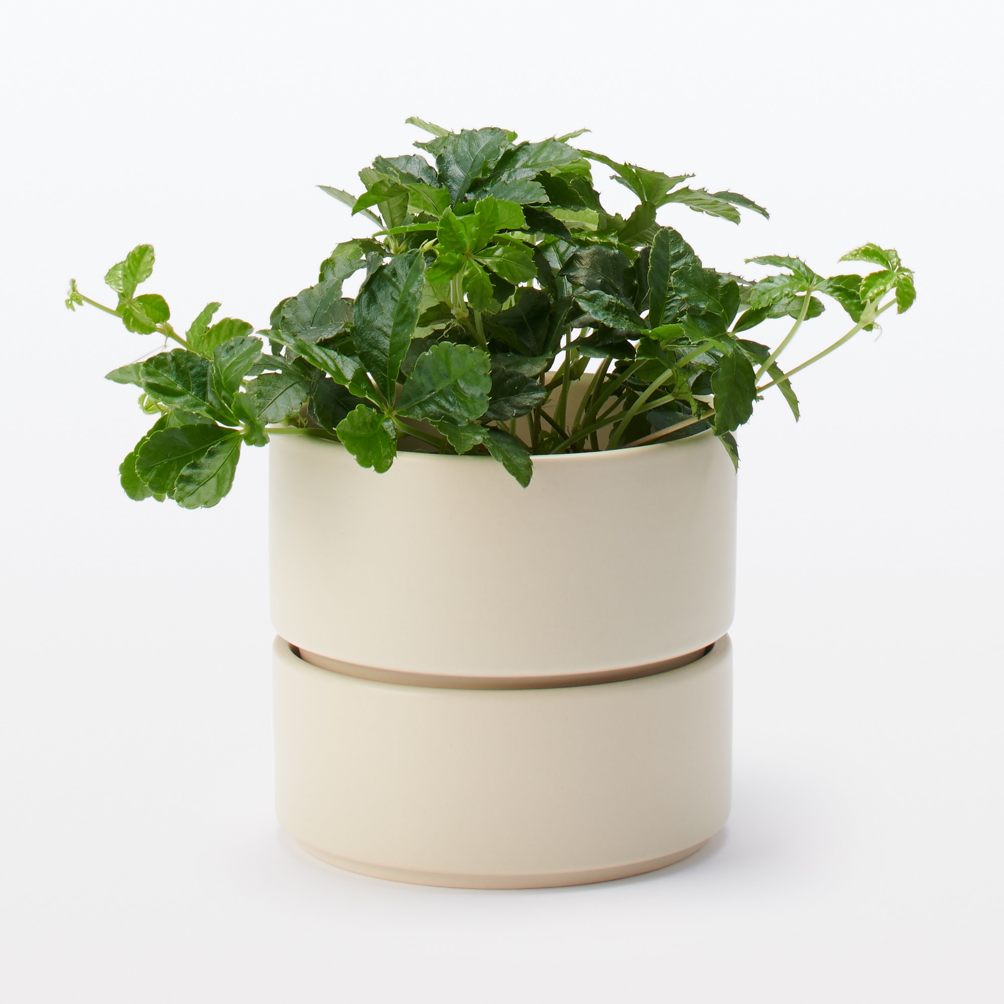 磁器鉢　３．５号