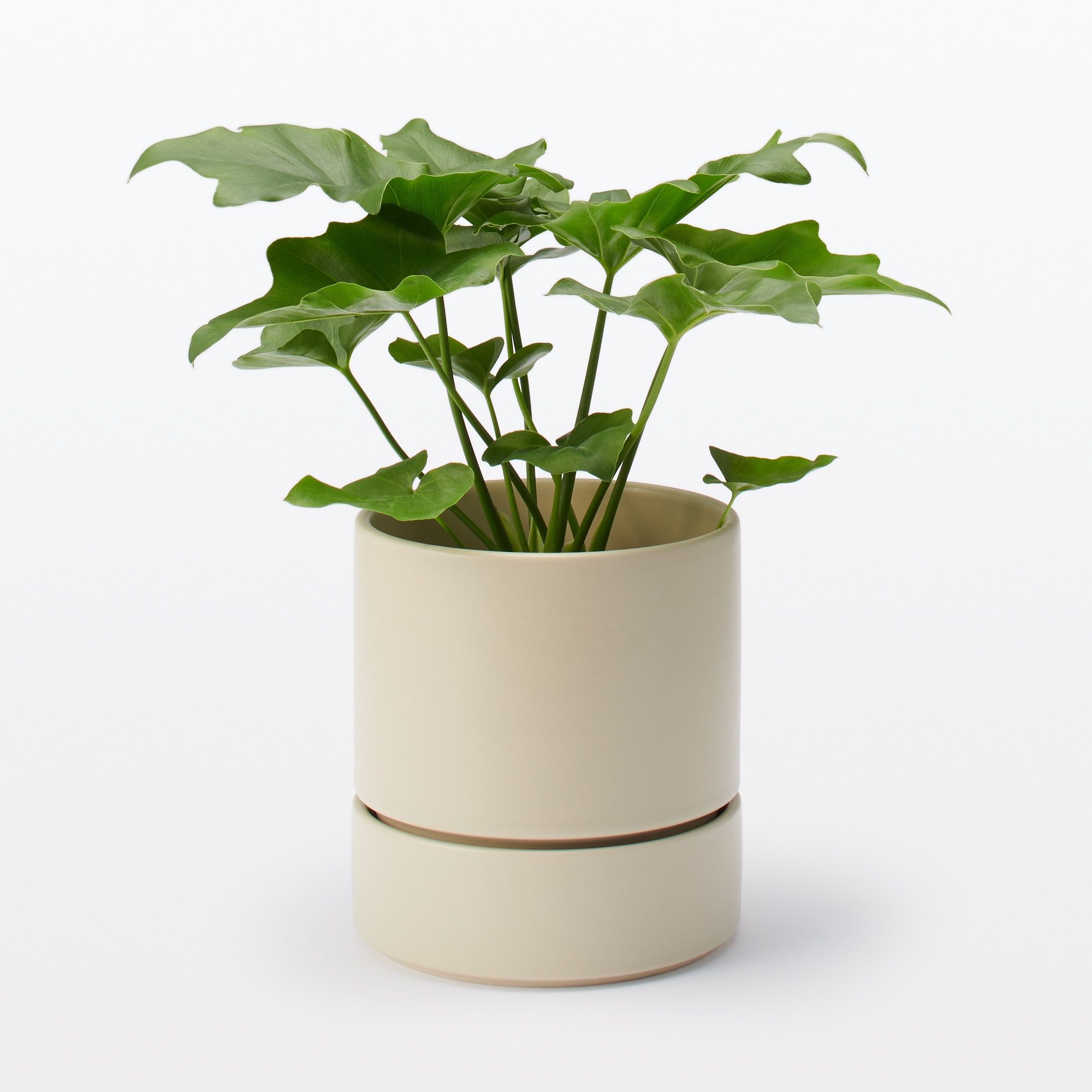 磁器鉢　４．５号