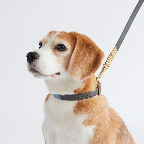 ［ＩＤＥＥ］ＭＩＬＯＵ　ｂｙ　ＩＤＥＥ　Ｃｏｌｌａｒ（首輪）　Ｌ　キュービック