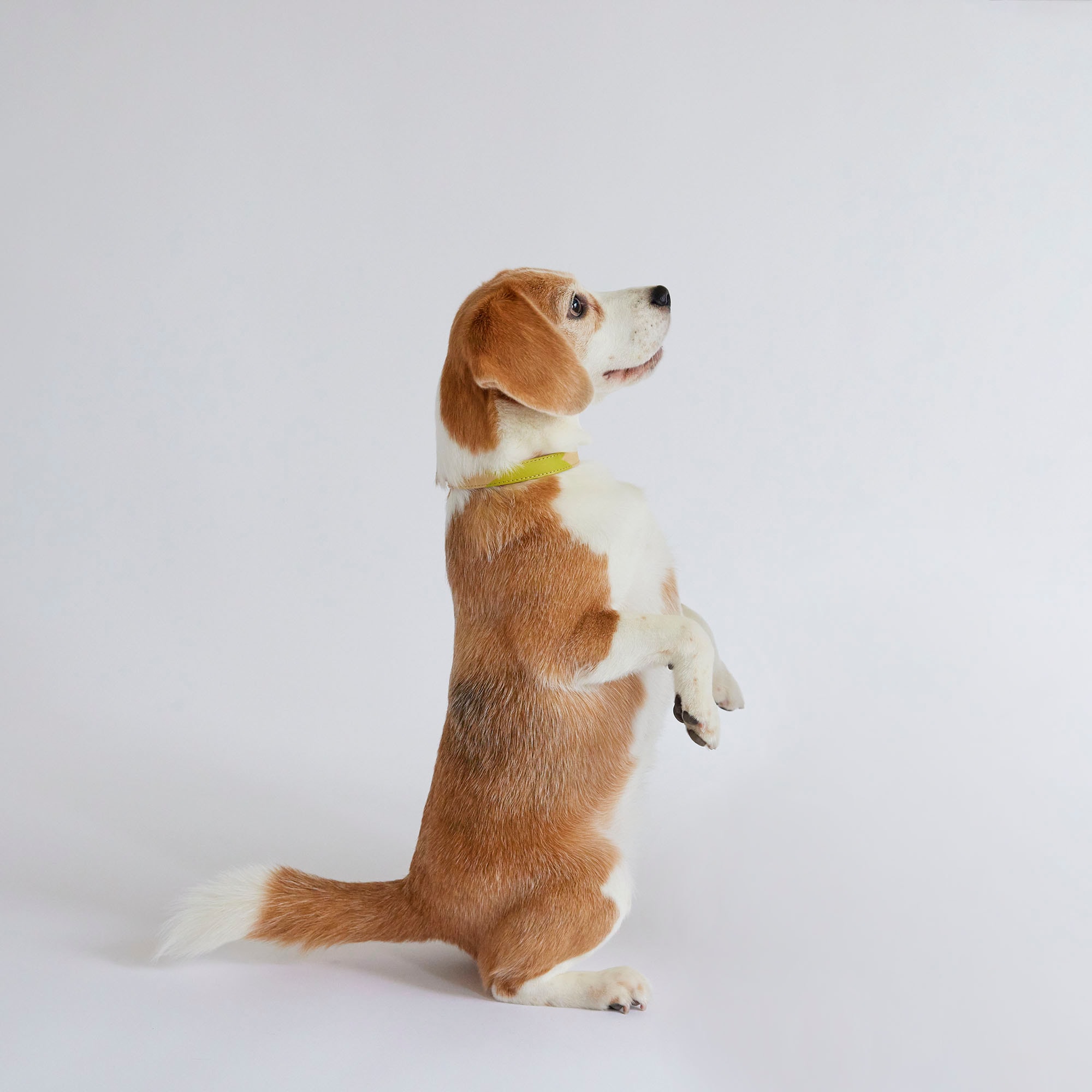 ［ＩＤＥＥ］ＭＩＬＯＵ　ｂｙ　ＩＤＥＥ　Ｃｏｌｌａｒ（首輪）　Ｌ　カモミール