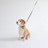 ［ＩＤＥＥ］ＭＩＬＯＵ　ｂｙ　ＩＤＥＥ　Ｃｏｌｌａｒ（首輪）　Ｌ　カモミール