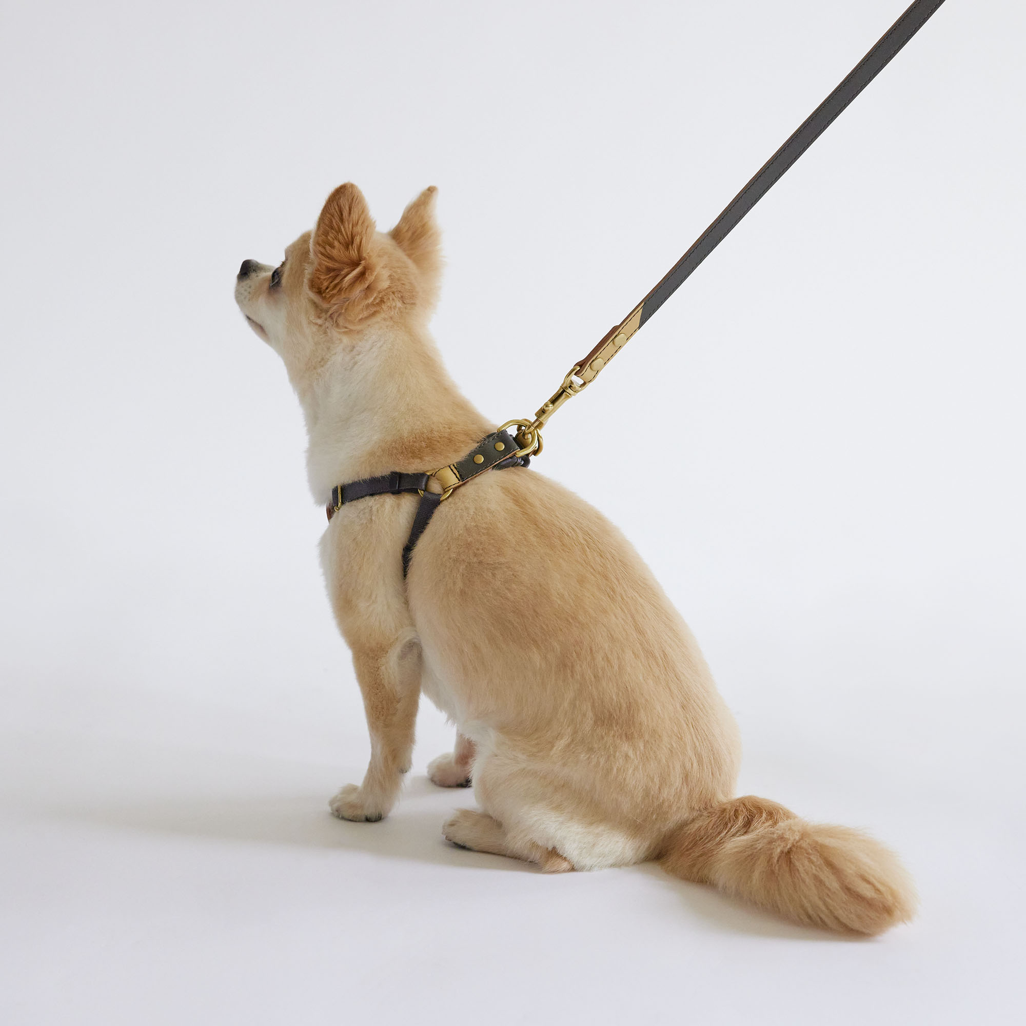 IDEE］MILOU by IDEE Harnessハーネス S