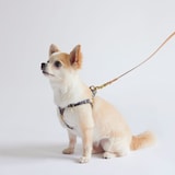 ［ＩＤＥＥ］ＭＩＬＯＵ　ｂｙ　ＩＤＥＥ　Ｈａｒｎｅｓｓハーネス　Ｓ　キュービック