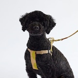 ［ＩＤＥＥ］ＭＩＬＯＵ　ｂｙ　ＩＤＥＥ　Ｈａｒｎｅｓｓハーネス　Ｍ　カモミール