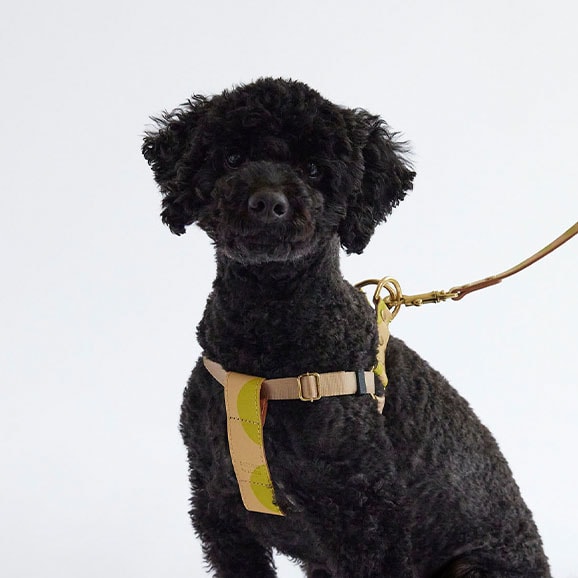 ［ＩＤＥＥ］ＭＩＬＯＵ　ｂｙ　ＩＤＥＥ　Ｈａｒｎｅｓｓハーネス　Ｍ　カモミール