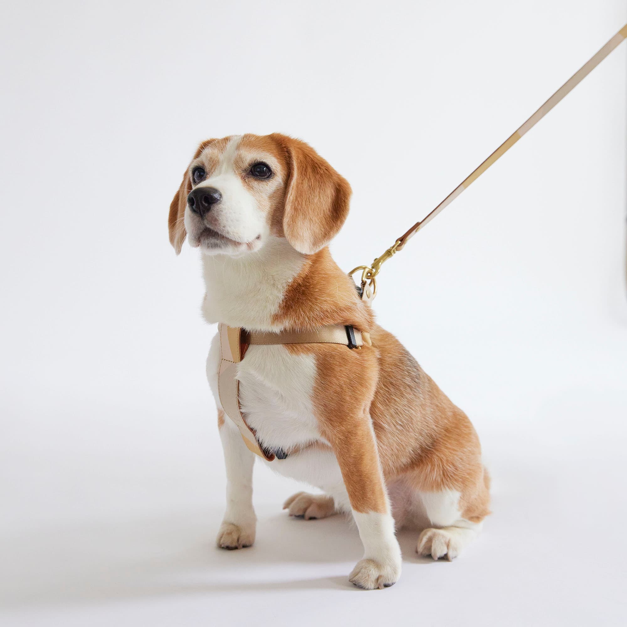 milou by idee 無印良品 首輪 リードセット IDEE］MILOU by IDEE Collar（首輪） M