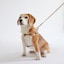 ［ＩＤＥＥ］ＭＩＬＯＵ　ｂｙ　ＩＤＥＥ　Ｈａｒｎｅｓｓハーネス　Ｌ　カモミール
