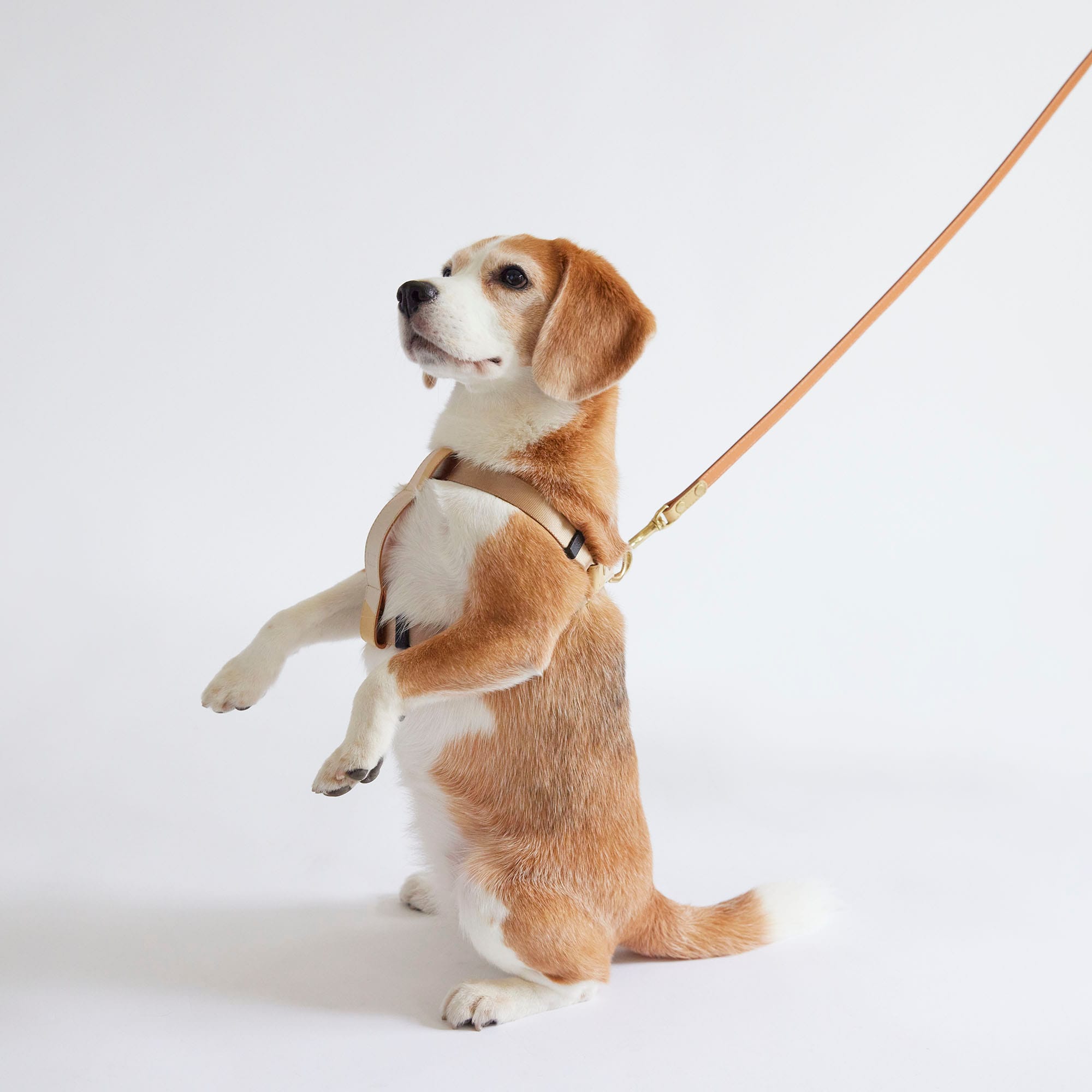 ［ＩＤＥＥ］ＭＩＬＯＵ　ｂｙ　ＩＤＥＥ　Ｈａｒｎｅｓｓハーネス　Ｌ　カモミール